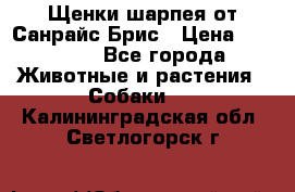 Щенки шарпея от Санрайс Брис › Цена ­ 30 000 - Все города Животные и растения » Собаки   . Калининградская обл.,Светлогорск г.